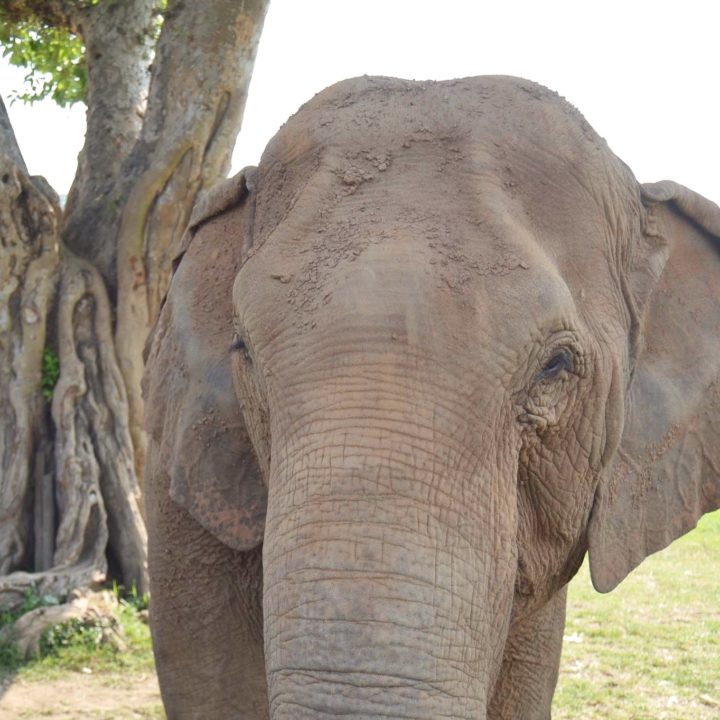 Elephant Nature Park – Chiang Mai, Thailand